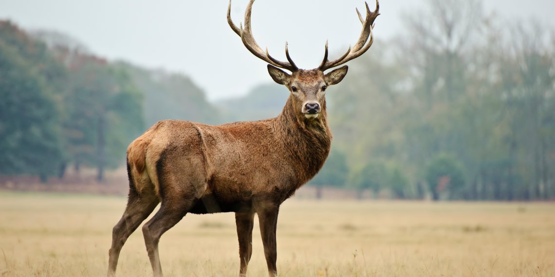 Deer Poop: An In-Depth Analysis